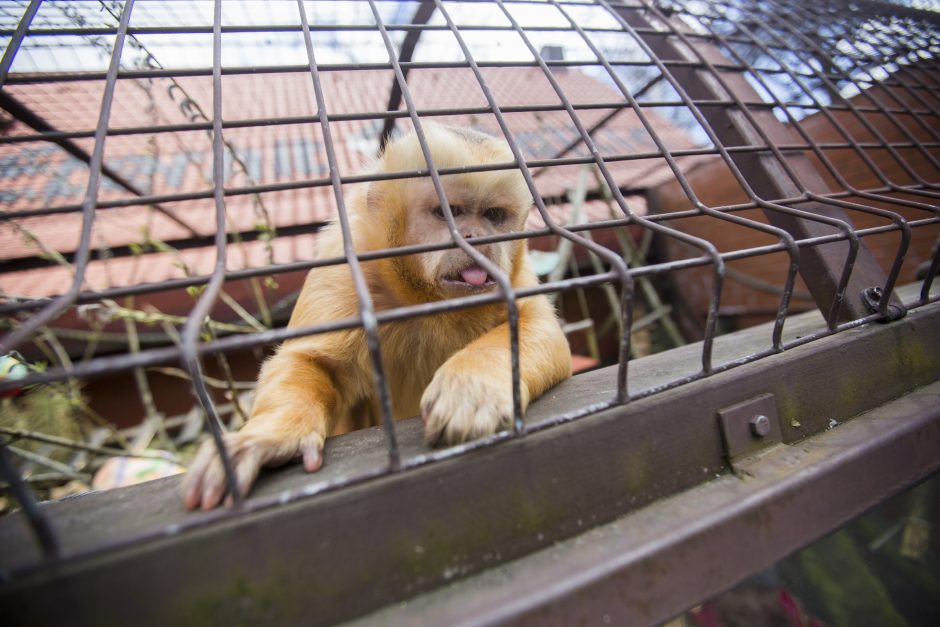 Zoologijos sodas gali prarasti ES pinigus?
