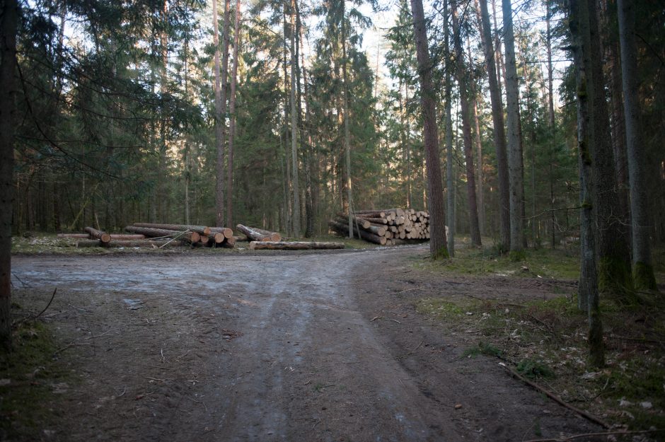 Kurortinės Kulautuvos miško genocidas: kas iš jo pelnosi?