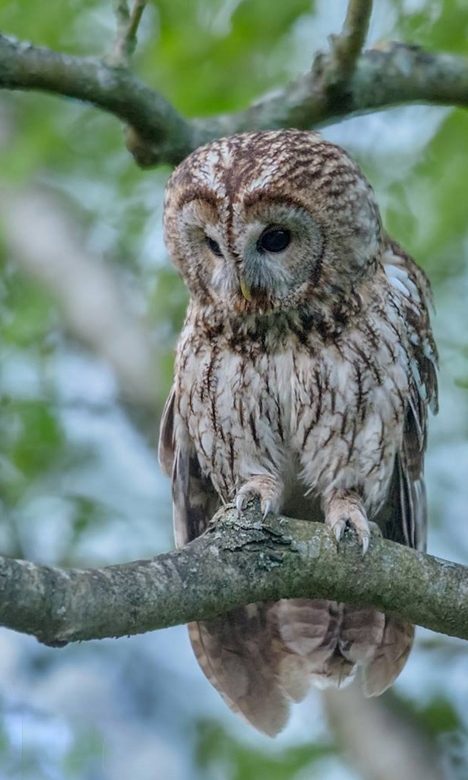 Kokiems paukščiams galime padėti žiemą iškeldami inkilus?