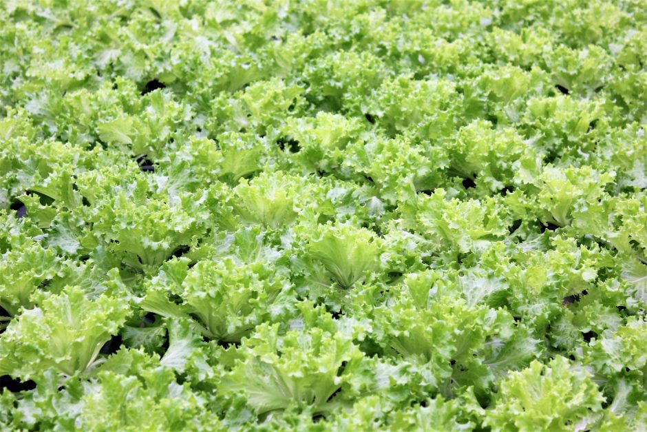 Kaip geriausia auginti salotas ir braškes?