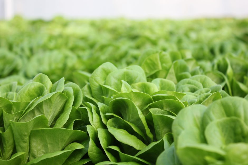 Kaip geriausia auginti salotas ir braškes?