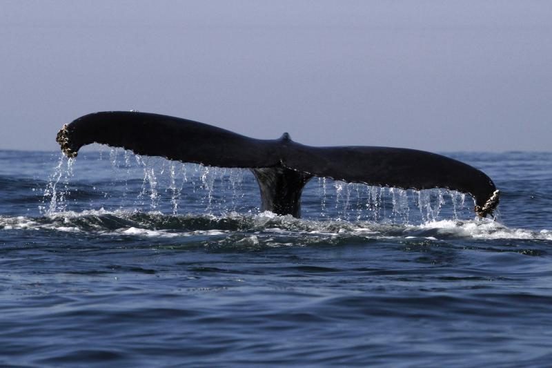 Niujorke nugaišo į krantą išmestas stambus banginis