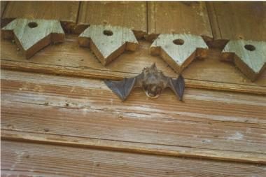 „Tebūnie naktis!”: Botanikos sode – pasimatymas su šikšnosparniais