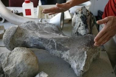 Ispanijoje rastos dinozauro liekanos 
