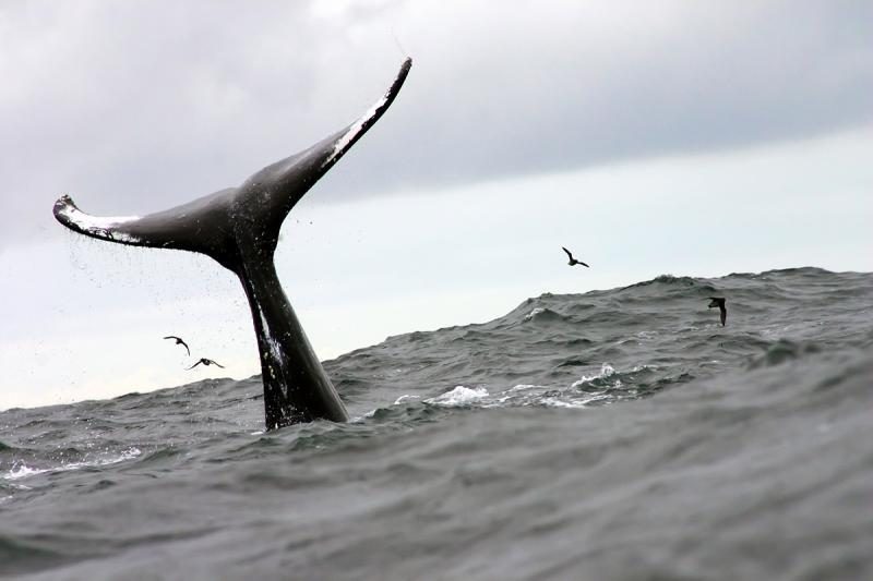 Islandai nukėlė banginių medžioklę