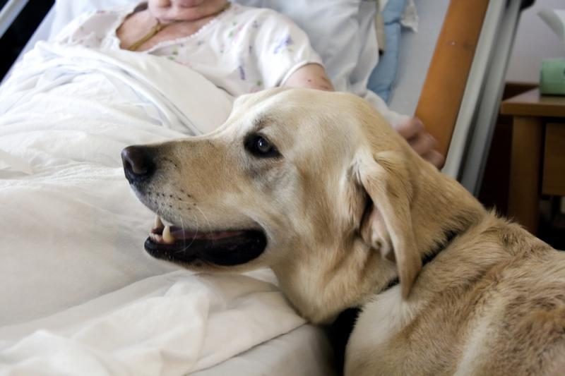 Nauja diagnostika: šunys užuodžia plaučių vėžį