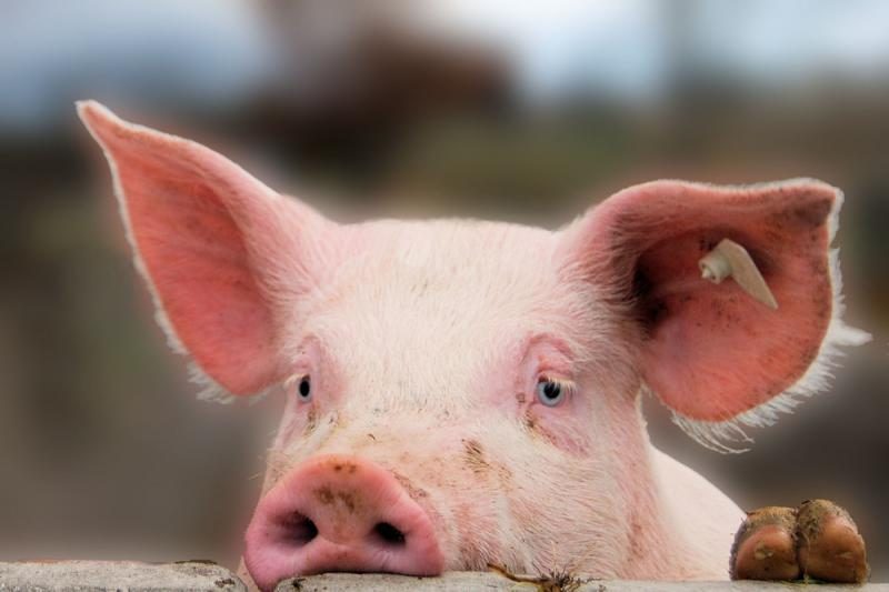 Kiaulių ligos ir toliau trikdo kiaulienos rinką