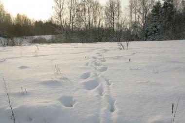 Gismeteo.ru: savaitgalį Vilniuje išliks žiemiški orai