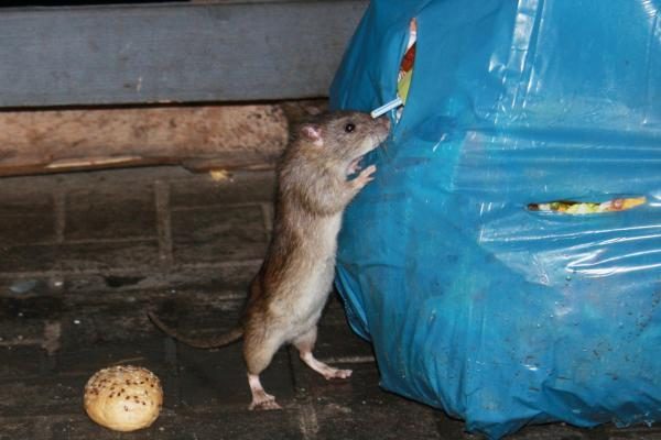 Britanijoje plinta nuodams atsparios žiurkės