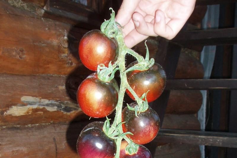 Kaunietis augina baklažano spalvos pomidorus