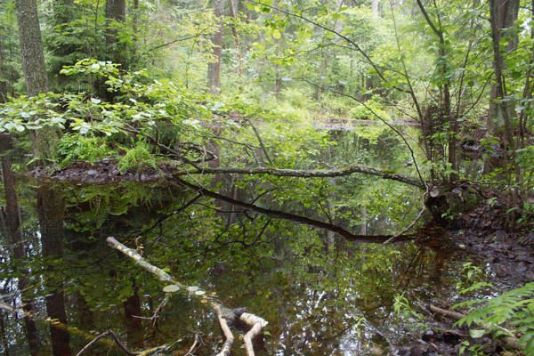 Nuniokotų miškų savininkai gali tikėtis 8,3 mln. litų ES paramos