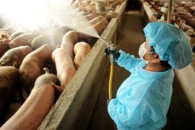 Mokslininkai: kiaulių gripo rizika Lietuvoje labai maža