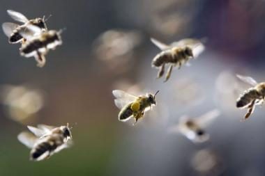 Bitės „palaidoja“ pesticidais užterštus korius