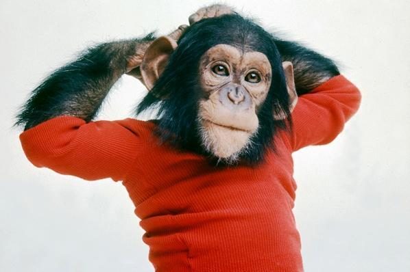 „Projektas Nim“: šimpanzė, užauginta žmonių šeimoje