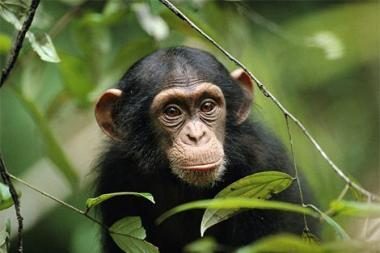 Beždžionės „šnekučiuojasi“ apie gerą maistą