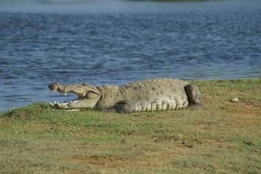 Australijoje princo Williamo ir K.Middleton vardais pavadinti krokodilai