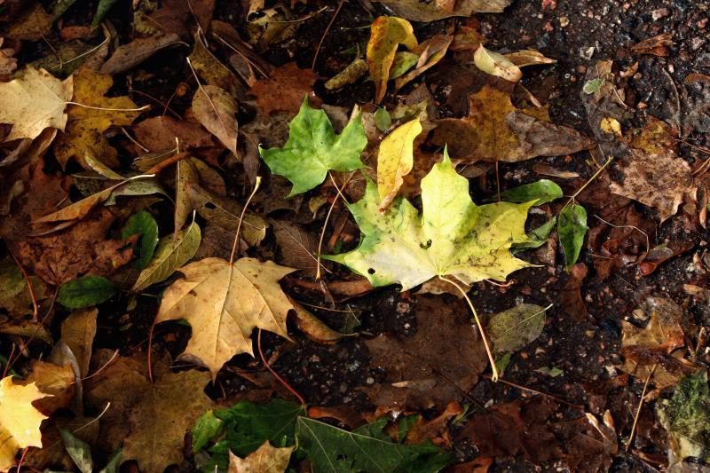 Miesto gatves nuklojusius lapus išveš už 90 tūkst. litų