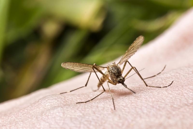 Šiemet užregistruotas jau šeštas įvežtinės maliarijos atvejis