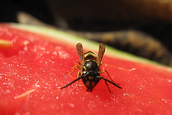 Musainiai ir kirmėletai: ar vabzdžiai tikrai maisto ateitis?