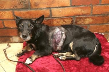 Kleboniškio miške rastas nudirtas šuniukas sveiksta
