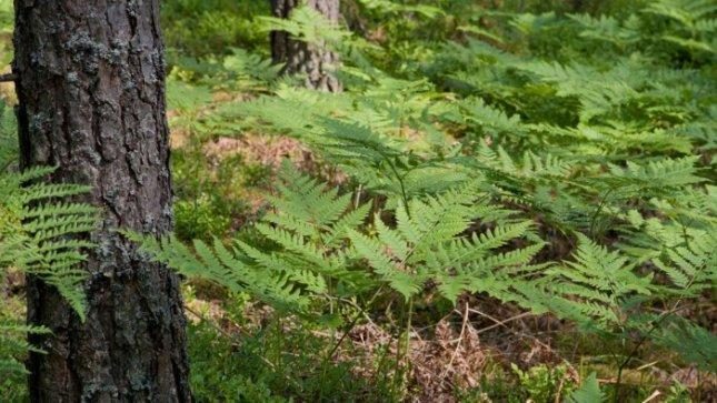 Vilniaus rajone rastas prieš mėnesį dingusio vyro kūnas