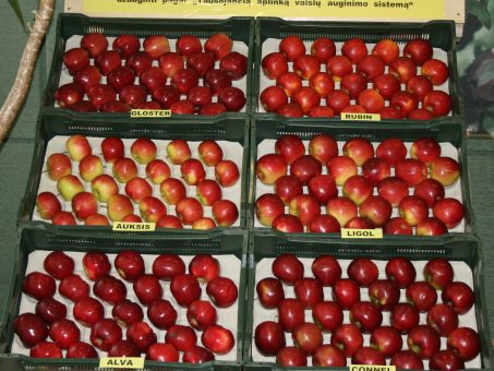 Skelbimas - Išskirtinės kokybės įvairių veislių obuoliai sutartinėmis kainomis