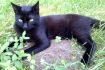 Skelbimas - Juodos spalvos kačiukai