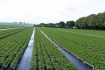 Skelbimas - Ieškomos moterys darbui braškių ūkyje Olandijoje   