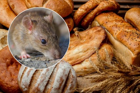 Duonoje – žiurkės gaišena
