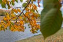 Nemuno saloje – sakurų grožis: akį traukia ne tik pavasarį, bet ir rudenį