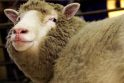 1997 m. Anglijoje gimė pirmasis klonuotas žinduolis – avytė Doli
