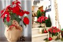 Nuotaika: puansetijos kalėdiniam namų dekorui suteikia šventiškumo ir gyvybingumo.