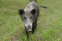 Žvėrys: afrikiniu kiaulių maru užkrėstas šernas neseniai rastas Rusnėje.