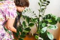 Būdas: užterštą kambarių orą gali padėti išvalyti kambariniai augalai.