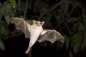 Kaimynai: uostamiestyje gyvena itin daug šikšnosparnių, kurių kaimynystės miesto žmonės dažniausiai nė nepastebi.