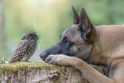 Neįtikėtina: šuns ir paukščio draugystė žavėjo ir vertė stebėtis milijonus žmonių.