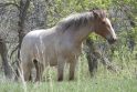 Svarstymai: Šiaurės Dakotoje esančiame T. Roosevelto nacionaliniame parke gali nebelikti laukinių arklių, jei visuomenė tam pritartų.