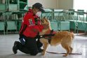 Pagarba: Ekvadore pagerbti į pensiją išėję penki ugniagesių šunys, gelbėję žmones per stichines nelaimes.