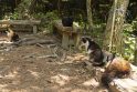 Pagarba: Japonijos saloje, kur kačių yra daugiau nei žmonių, katėms pagerbti pastatyta šventovė.