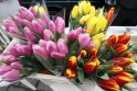 Tradicija: įprastai per Valentino dieną mėgstama dovanoti tulpes arba rožes.