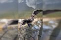 Poza: šeštadienio popietę didysis kormoranas netoli Jono kalnelio džiovinosi plunksnas.