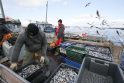 Realybė: kyla klausimas, ar būtų verta atsisakyti, tarkim, stintų žvejybos, kai ji masiškai vyksta Rusijos Kaliningrado srities vandenyse?