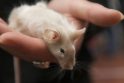 Virtualios žiurkės padės mokslininkams tirti ligas
