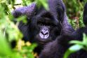 Kamera užfiksavo labai retą gorilų rūšį 
