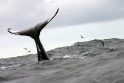 Beringo jūroje įstrigo baltųjų banginių kaimenė