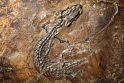 Tyrinėjamos paukščio giganto fosilijos