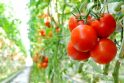 Ką verta žinoti apie pomidorų daigelius 
