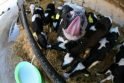 Kauno rajone vyksta karvių melžėjų varžytuvės