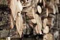Anykščių rajone dygsta būsimos medienos „kasyklos“