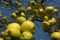 Obuolių ar varlių lietūs – retas, bet realus reiškinys